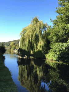 Willow tree on canal