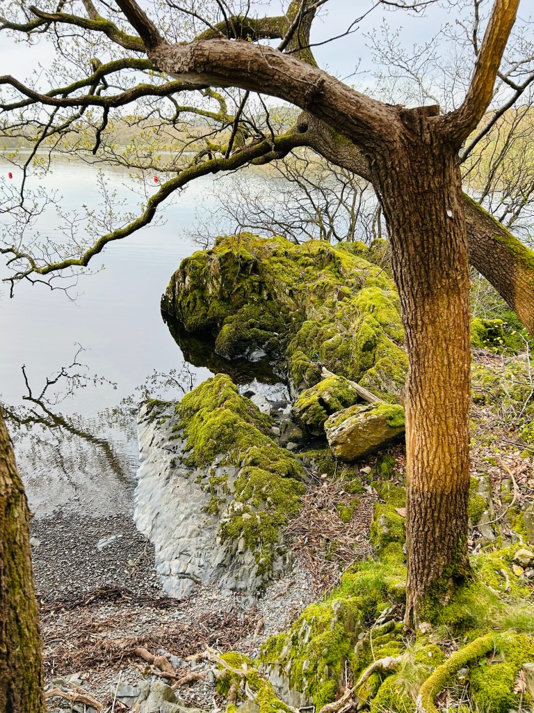 Remnants of a rainforest