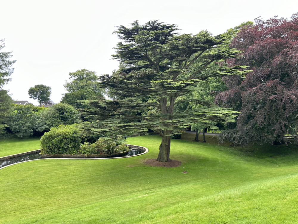 Cedar Tree in the garden at Farlam Hall Hotel