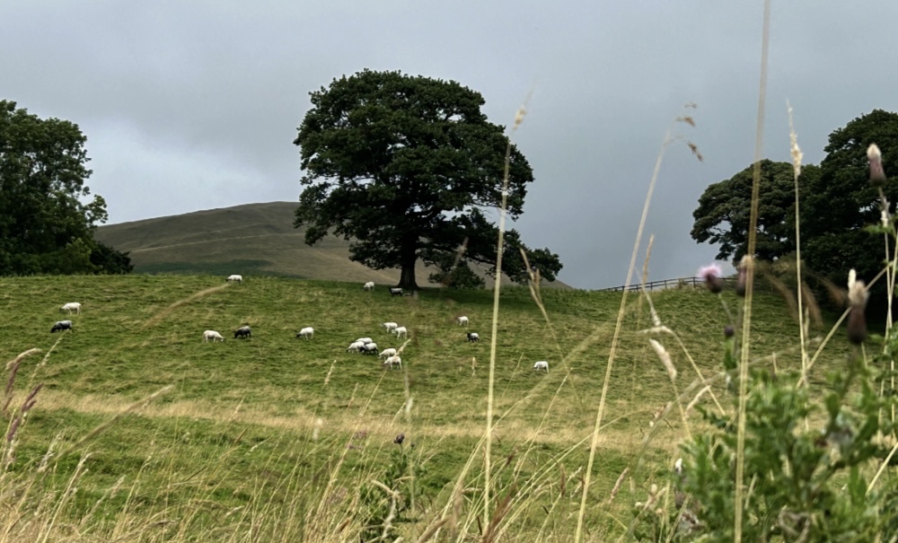 Sheep grazing in a field near Westwood Books in Sedbergh